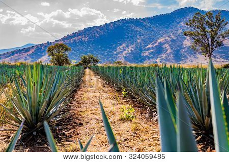 Beautiful Image Of A Path Between Two Straight Lines Of Blue Agave In A Tequila Plantation With A Hi