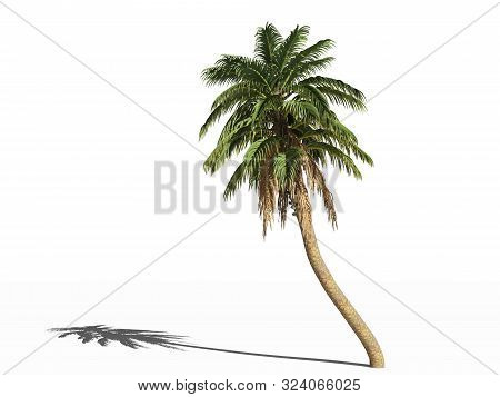 The Wild Date Palm. Phoenix Reclinata, The Wild Date Palm Or Senegal Date Palm On A White Surface. I