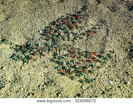 Red Desert Flower, Mongolian Altai, Mongolia Close Up