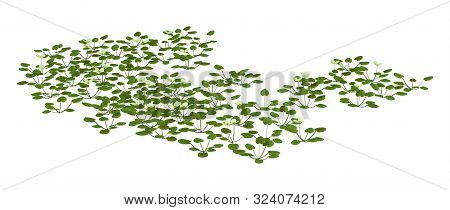 3D Rendering European Frogbit Plant On White