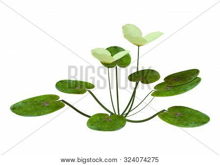 3D Rendering European Frogbit Plant On White