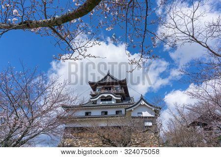 Inuyama Castle With Sakura Blooming
