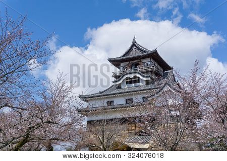 Inuyama Castle With Sakura Blooming