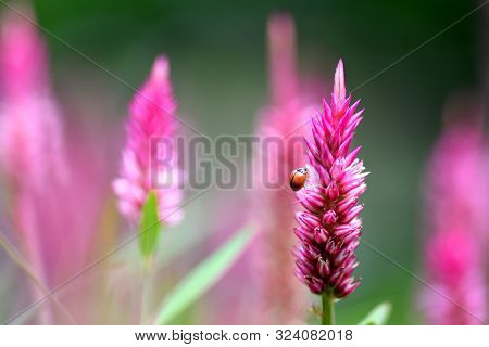A Rare Spotless Ladybug Sitting On A Flower
