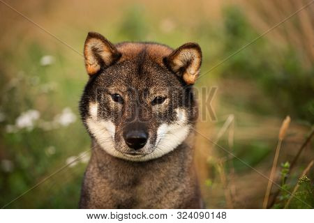Beautiful Japanese Dog Breed Shikoku Sitting In The Forest In Fall