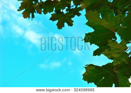 Calm September Natural Background. Yellow Leaves Of Trees.