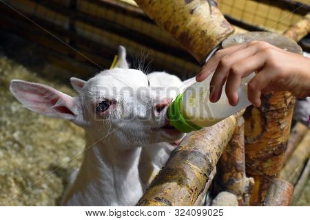 White Baby Goats. Contact Zoo. Children Love Pets.