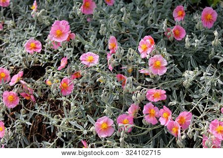 Purple And Yellow Mountainflowers In The Sun