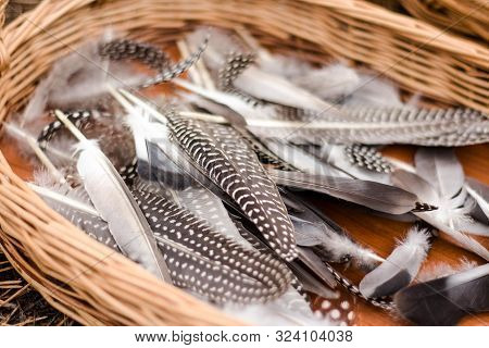 Many Quail Feathers In A Basket On The Nature. Diy Feathers