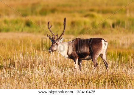 Aljaška Caribou