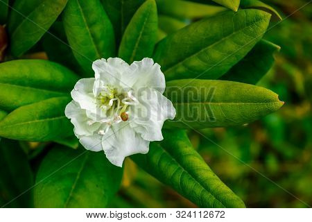 Rhododendron (or Azalea) Is An Evergreen Shrub. The Photo Shows A Rhododendron Flower Among The Leav