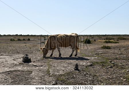 Grazing Cow In The Great Plain Grassland Stora Alvaret On The Island Oland In Sweden