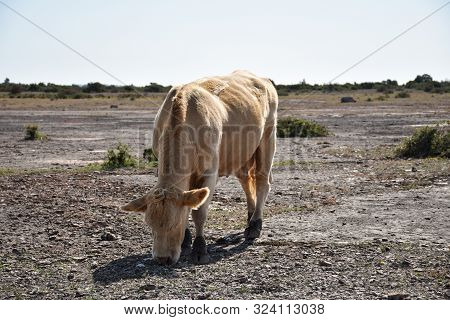 Grazing Cow In A Plain Barren Landscape  Called Stora Alvaret At The Island Oland In Sweden