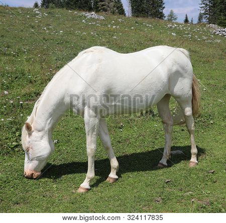 Albino White Horse While Eating Green Grass In Mountain