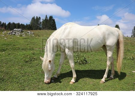 White Albino Young Horse While Grazing In Mountain