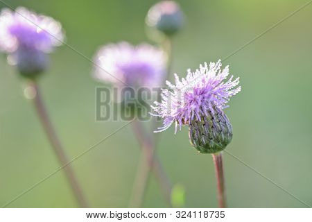 Carthamus Lanatus, Woolly Distaff Thistle, Downy Safflow Or Saffron Thistle, Pink, Macro