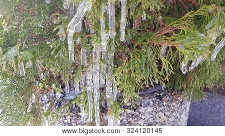 Closeup Of Icicle Bunch. Evergreen Thuja Bush With Green Branches Covered By Transparent Icicles Shi