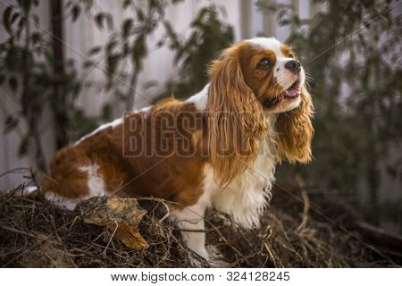 Cute Litle Cavalier King Charles Spaniel In The Park.