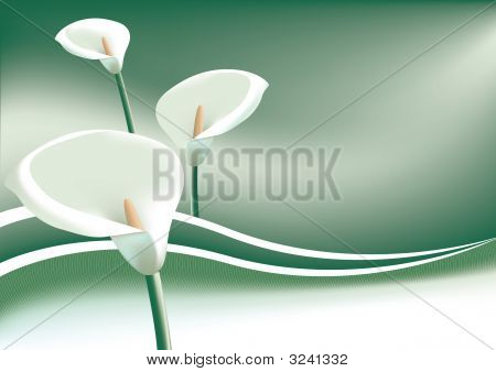 Arum Lillys