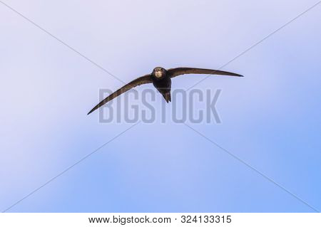 Common Swift (apus Apus)