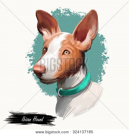Ibizan Hound, Ibizan Warren Hound Dog Digital Art Illustration Isolated On White Background. Ibiza O