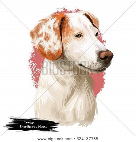 Istrian Short-haired Hound, Istarski Kratkodlaki Gonic Dog Digital Art Illustration Isolated On Whit