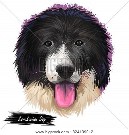 Karakachan Dog, Karakachansko Kuche, Karakachanska Ovcharka, Karakachan Shepherd Dog Digital Art Ill