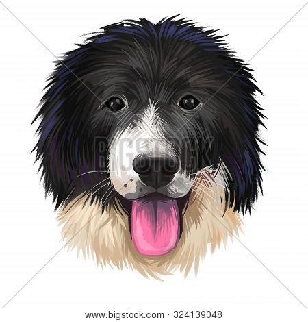 Karakachan Dog, Karakachansko Kuche, Karakachanska Ovcharka, Karakachan Shepherd Dog Digital Art Ill