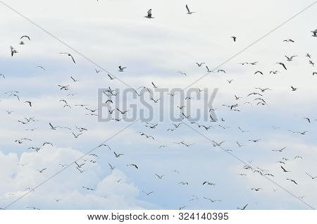 Flight Of A Flock Of Gulls Over The Bank Of The Volga River.