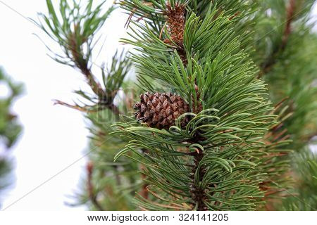 Pinus Mugo Creeping Pine Conifer In The Alps