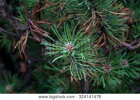 Pinus Mugo Creeping Pine Conifer In The Alps