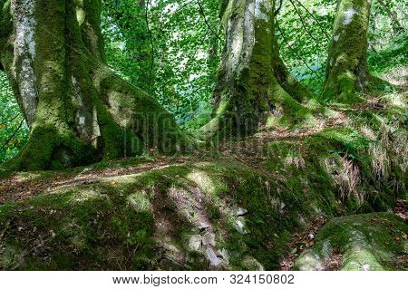 Gnarly Old Trees Growing Out Of A Dry Stone Wall At Tarr Steps In Devon.
