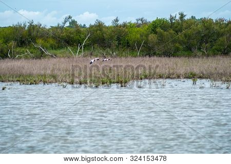 Lilleau Des Niges National Nature Reserve Of Ile De Re Island In France