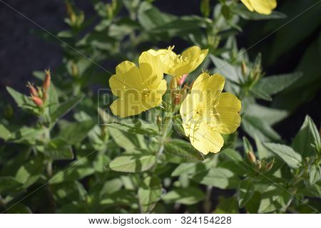 Enotera Shrubby (oenothera) - A Perennial Yellow Flower In The Garden, Close-up