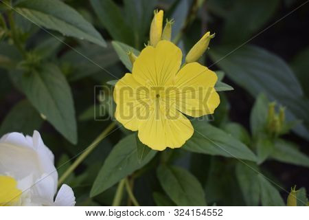 Enotera Shrubby (oenothera) - A Perennial Yellow Flower In The Garden, Close-up