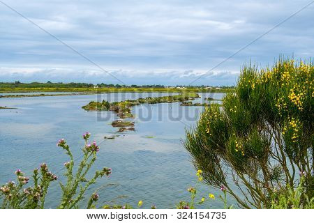 Beautiful View Of Lilleau Des Niges National Nature Reserve Of Ile De Re Island In France