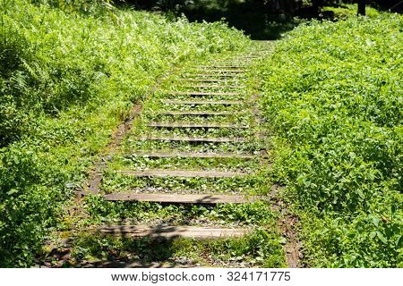 stairs in the forest in Xitou at Nantou counry, Taiwan