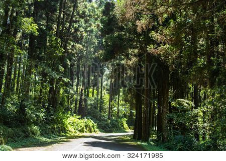 stairs in the forest in Xitou at Nantou counry, Taiwan