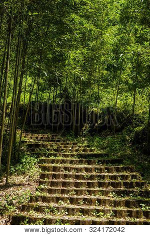 stairs in the forest in Xitou at Nantou counry, Taiwan