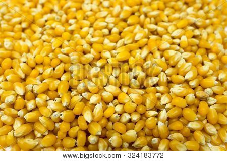 Unpopped Popcorn Kernel Seeds.