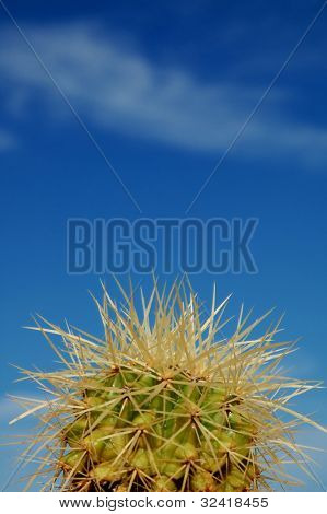 Detalje af en gyldne tønde kaktus med himlen på baggrund