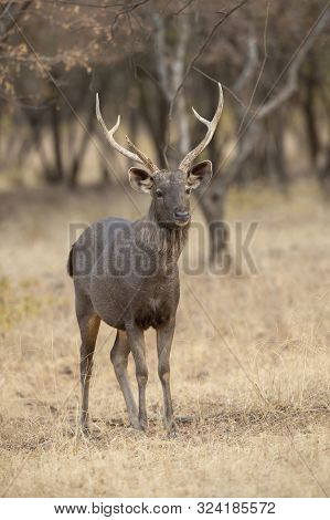 Sambhar Deer, Rusa Unicolor At Ranthambhore In Rajasthan, India