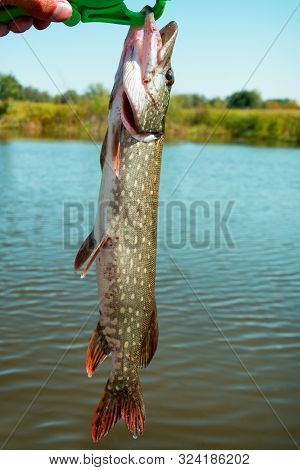 Common Pike Or Esox Lucius On Lip Grip. Pike Caught On A Small River. Fish Closeup. Soft Selective F