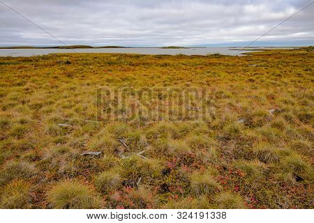 Arctic Tundra Landscape At Coast Of Beaufort Sea Arctic Ocean Near Town Of Tuktoyaktuk, Northwest Te