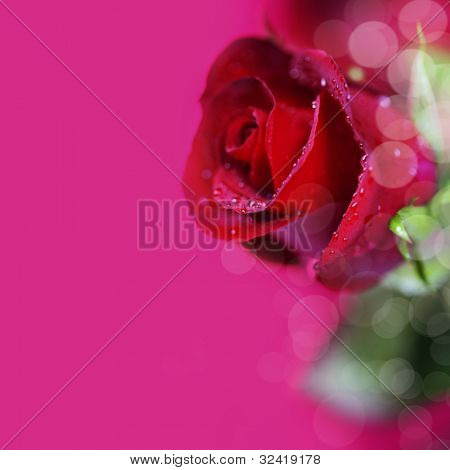 beautiful red rose on red background