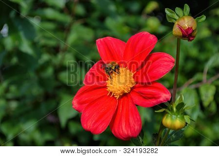 Bee On Red Georgina Pollinates A Flower. Bee Closeup.
