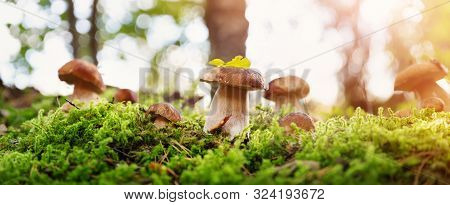 Whild Mushrooms Outdoors In The Forest In Autumn