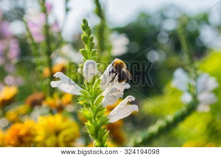Bee On A Physostegia Virginiana Pollinates A Flower.  Macro Photography Of Flowers And Insects. Bee 