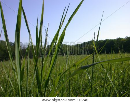 Græsmark