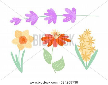 Summer Flowering Plants, Flowers. Field Tsiniya, Eustoma, Hyacinths, Daffodils.
